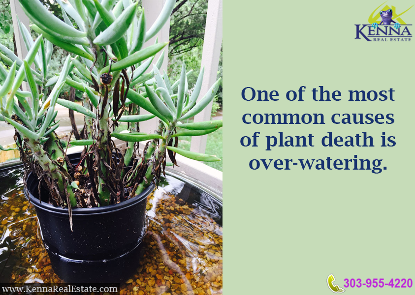 Common causes of plant death is overwatering...